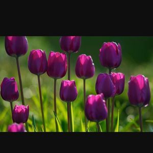 Meet your Posher, Jesmine